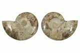 Daisy Flower Ammonite (Choffaticeras) - Madagascar #256690-1